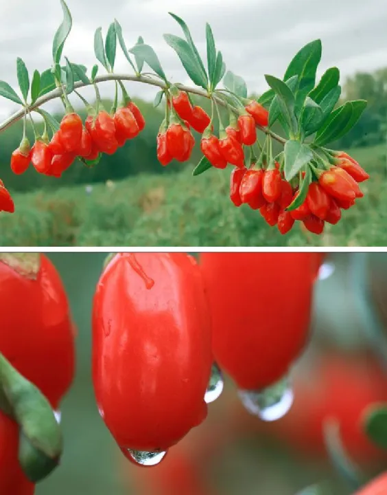 Organic%20Sun%20Dried%20Goji%20Berry%20250g,%20Wolfberry,%20Antioxidant%20Nourish%20-%20Image%204