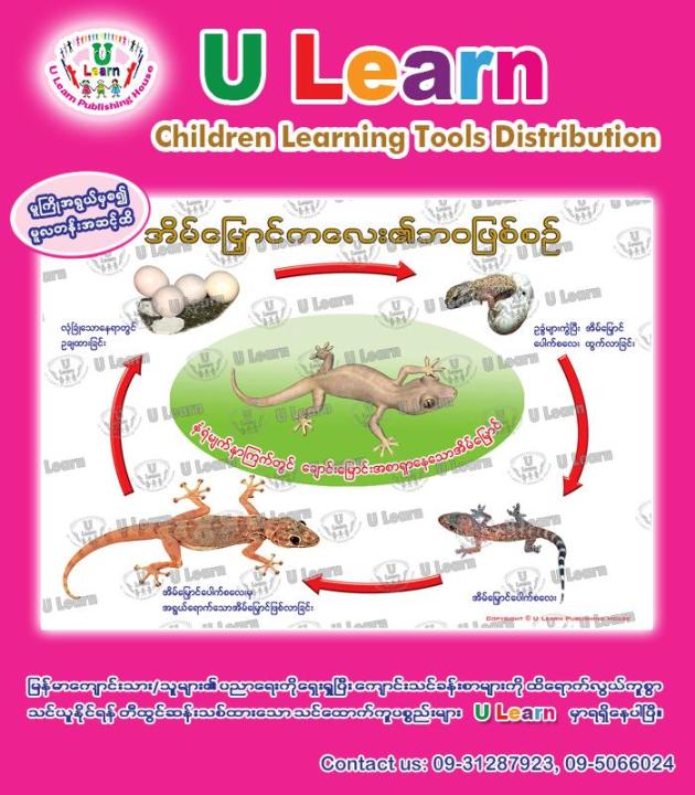 ULearn Poster Life Cycle of Lizard