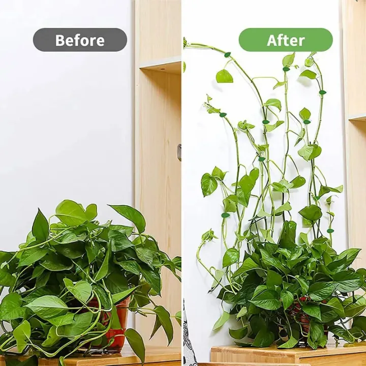 Plant%20Climbing%20Wall%20Fixture%20Clips%20Self-Adhesive%20Plant%20Fixer%20Invisible%20Leaf%20Shaped%20Wall%20Vines%20Fixing%20Clips%20Hook%20Plant%20Vine%20Traction%20for%20Home%20Decoration%20and%20Cable%20Wire%20Fixing%20-%20Image%2010