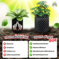 (Preorder) Air Pot plant pot, AP model, available in 7 sizes, HDPE grade plastic material, not easily broken, eliminating root rot, fungus,. 