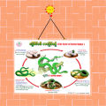 ULearn Poster Life Cycle of Green Snake. 