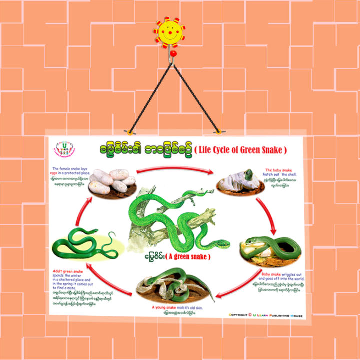 ULearn%20Poster%20Life%20Cycle%20of%20Green%20Snake%20-%20Image%203