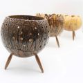Coconut Shell Planter. 