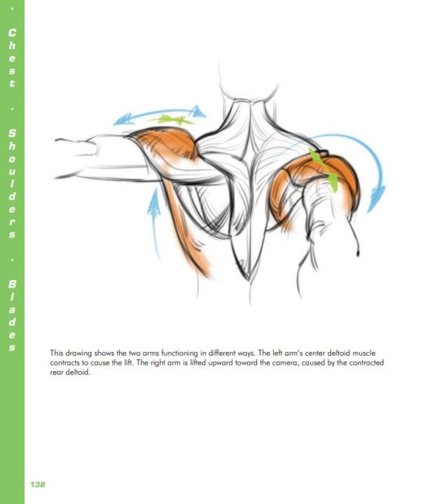 Ebook%20-%20FORCE:%20Drawing%20Human%20Anatomy%20(Force%20Drawing%20Series)%201st%20Edition%20-%20Image%203