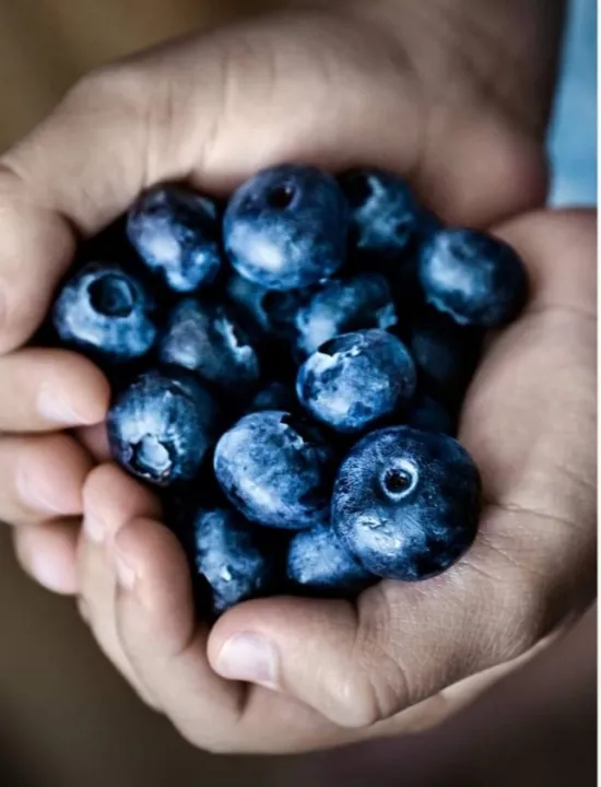 Fame%20Blueberry%20,%20Fame%20%E1%80%98%E1%80%9C%E1%80%B0%E1%80%B8%E1%80%98%E1%80%9A%E1%80%BA%E1%80%9B%E1%80%AE%E1%80%86%E1%80%B1%E1%80%B8%20,%20%E1%80%A1%E1%80%9E%E1%80%8A%E1%80%BA%E1%80%B8%E1%80%9B%E1%80%B1%E1%80%AC%E1%80%84%E1%80%BA%20%E1%80%85%E1%80%AE%20%E1%80%95%E1%80%AD%E1%80%AF%E1%80%B8%E1%80%94%E1%80%BE%E1%80%84%E1%80%B7%E1%80%BA%20%E1%80%A1%E1%80%96%E1%80%AF%E1%80%A1%E1%80%80%E1%80%BB%E1%80%AD%E1%80%90%E1%80%BA%20%E1%80%9B%E1%80%B1%E1%80%AC%E1%80%82%E1%80%AB%E1%80%99%E1%80%BB%E1%80%AC%E1%80%B8%20%E1%80%A1%E1%80%90%E1%80%BD%E1%80%80%E1%80%BA%20%E1%80%9E%E1%80%B1%E1%80%AC%E1%80%80%E1%80%BA%E1%80%9B%E1%80%94%E1%80%BA%E1%80%86%E1%80%B1%E1%80%B8%20-%20Image%204