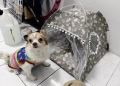 Pet bed (မွေ့ရာ ခြင်ထောင်). 
