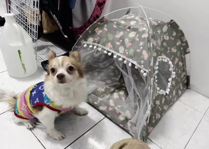 Pet%20bed%20(%E1%80%99%E1%80%BD%E1%80%B1%E1%80%B7%E1%80%9B%E1%80%AC%20%E1%80%81%E1%80%BC%E1%80%84%E1%80%BA%E1%80%91%E1%80%B1%E1%80%AC%E1%80%84%E1%80%BA)%20-%20Image%202