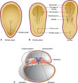 Ebook - Anatomy of the Eye and Orbit - The Clinical Essentials 1st Edition. 