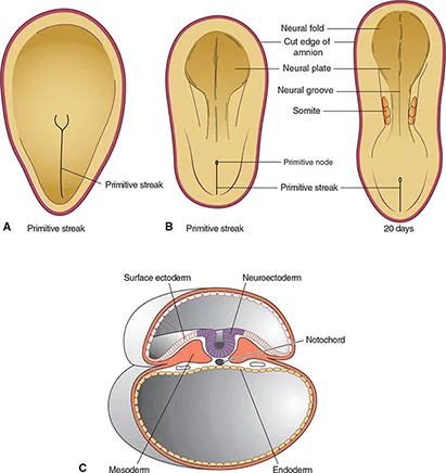 Ebook%20-%20Anatomy%20of%20the%20Eye%20and%20Orbit%20-%20The%20Clinical%20Essentials%201st%20Edition%20-%20Image%203