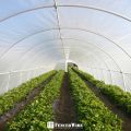 Multipurpose Greenhouse Plastic Sheet 8ft x 30ft Long - 1 roll. 