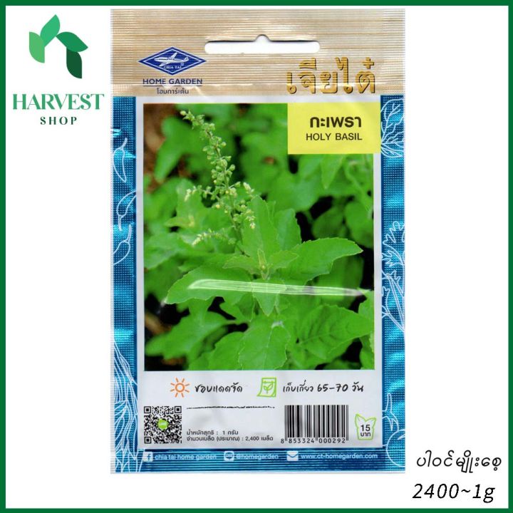 ဖက်ကဖောင်ပင်စိမ်းမျိုးစေ့ (Holy Basil Seeds)