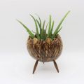 Coconut Shell Planter. 