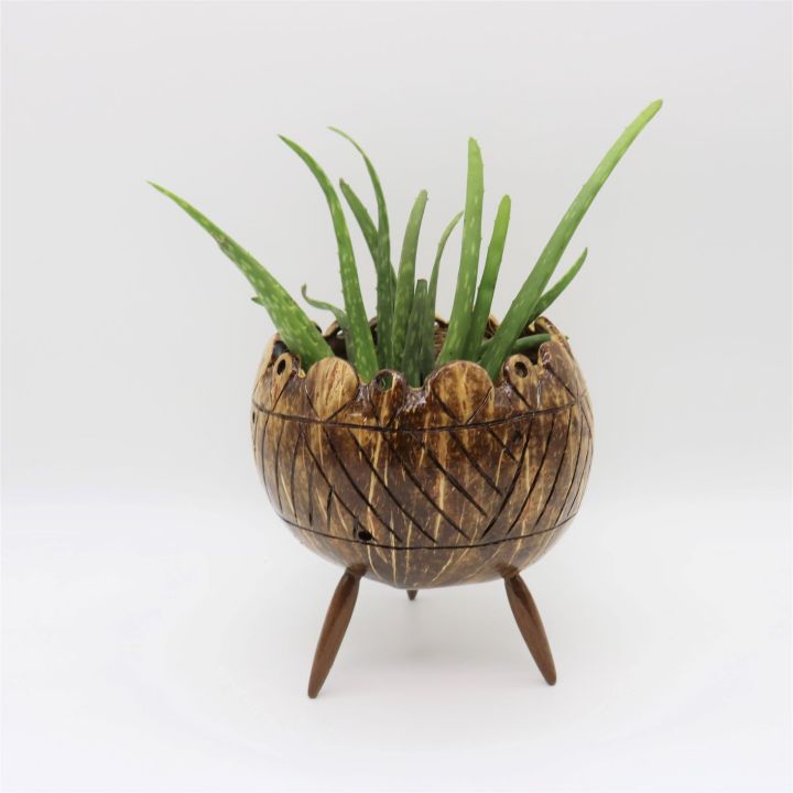Coconut%20Shell%20Planter%20-%20Image%207