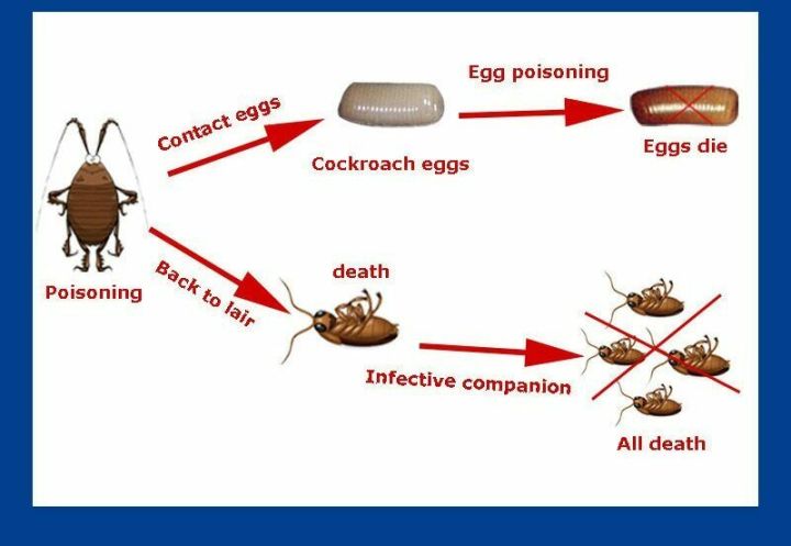 Cockroach%20Terminator%2010g,%20Roach%20%7C%20Termite%20%7C%20Flea%20Bait%20Gel%20Poison,%20Syringe%20-%20Image%205