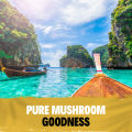 (Preorder)Mushroom Mind-Fuel Defense Combo - Value Pack x3 Bottles - Lion's Mane Mushroom Capsules, Cordyceps & Reishi Mushroom Capsules. 