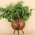 Coconut Shell Planter. 