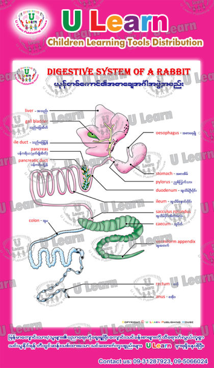 ULearn Poster Digestive System of Rabbit