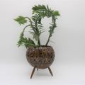 Coconut Shell Planter. 