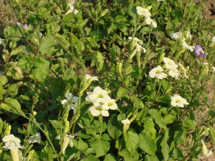 Fame%20Urocrush%20,%20Fame%20%E1%80%86%E1%80%AE%E1%80%B8%E1%80%80%E1%80%BB%E1%80%B1%E1%80%AC%E1%80%80%E1%80%BA%E1%80%95%E1%80%BB%E1%80%B1%E1%80%AC%E1%80%BA%E1%80%86%E1%80%B1%E1%80%B8%20,%20For%20Renal%20Stones%20-%20Image%205