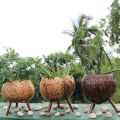 Coconut Shell Planter. 