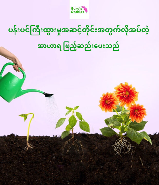 Miracle-Gro%20Plant%20Food%20-%20Image%209