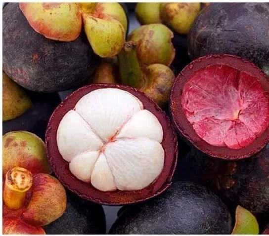 Fame%20Mangosteen%20,%20Fame%20%E1%80%99%E1%80%84%E1%80%BA%E1%80%B8%E1%80%80%E1%80%BD%E1%80%90%E1%80%BA%E1%80%9E%E1%80%AE%E1%80%B8%E1%80%86%E1%80%B1%E1%80%B8%20,%20%E1%80%9E%E1%80%98%E1%80%AC%E1%80%9D%20%E1%80%95%E1%80%8B%E1%80%AD%E2%80%8C%E2%80%8C%E1%80%87%E1%80%AE%E1%80%9D%E1%80%86%E1%80%B1%E1%80%B8%E1%80%A1%E1%80%96%E1%80%BC%E1%80%85%E1%80%BA%E1%80%9E%E1%80%AF%E1%80%B6%E1%80%B8%E1%80%94%E1%80%AD%E1%80%AF%E1%80%84%E1%80%BA,%E1%80%99%E1%80%BC%E1%80%85%E1%80%BA%E1%80%95%E1%80%BD%E1%80%AC%E1%80%B8%E1%80%94%E1%80%AC%20%E1%80%A1%E1%80%96%E1%80%AF%E1%80%A1%E1%80%80%E1%80%BB%E1%80%AD%E1%80%90%E1%80%BA%E1%80%90%E1%80%AD%E1%80%AF%E1%80%B7%20%E1%80%9E%E1%80%80%E1%80%BA%E1%80%9E%E1%80%AC%E1%80%95%E1%80%BB%E1%80%B1%E1%80%AC%E1%80%80%E1%80%BA%E1%80%80%E1%80%84%E1%80%BA%E1%80%B8%E1%80%85%E1%80%B1%E1%80%9E%E1%80%B1%E1%80%AC%20%E1%80%86%E1%80%B1%E1%80%B8%20-%20Image%205