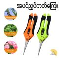 Scissors for cutting branches အပင်ညှပ်ကတ်ကြေး. 