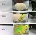 Dinosour Egg. 
