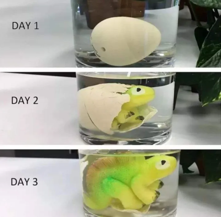 Dinosour%20Egg%20-%20Image%204