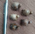 Fossil wood  turtles small size 5 pc  , အင်ကြင်းကျောက် လိပ် အသေး ၅ ကောင်၊. 