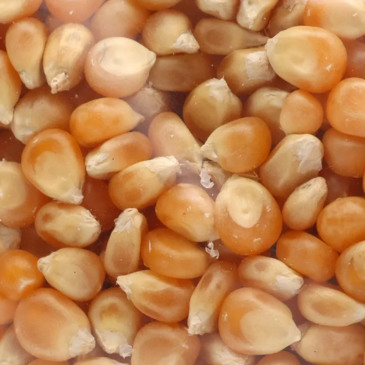 Popcorn/Makkai/Corn%20500%20Gm%20-%20Image%204