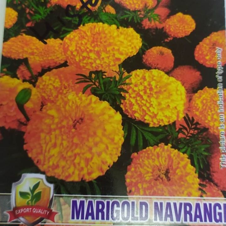 20+%20Marigold%20Navrang%20Seeds,%20Excellent%20Seed%2089+%20germination%20Rate%20-%20Image%203