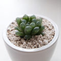 Haworthia Cooperi Var. Truncata, Live Succulent, Plant With Ceramic Pot, Perfect Gift. 
