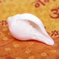 White Color Small Shankha. 