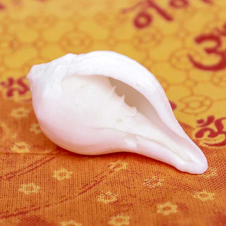 White%20Color%20Small%20Shankha%20-%20Image%203