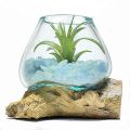 Hand-Blown Molten Glass  Round Bowl Vase On Natural Wood Root 8cm. 