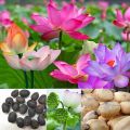 Bonsai Mini Indore Lotus Flower Seeds for Planting - 10+ Mixed Color Varieties. 