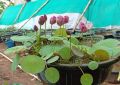 Bonsai Mini Indore Lotus Flower Seeds for Planting - 10+ Mixed Color Varieties. 