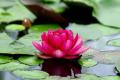 Flower Seeds- 5 Pcs Lotus Seeds Aquatic Plants. 