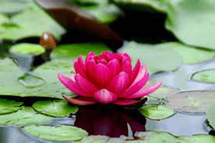 Flower Seeds- 5 Pcs Lotus Seeds Aquatic Plants