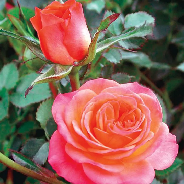 5%20Types%20Of%20Rose%20Seeds%20With%20Golden%20Bu%20Packing.%20-%20Image%202