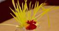 Jau  Barley 1 Kg - Great Quality. 