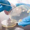 10 PCS Borosilicate Petri Dishes With Lid And 10 Pcs Transfer Pippet, 80mm x 15mm Sterile Petri Dishes For Bioresearch Science Art Projects. 