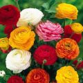 20+ Loose Packed Ranunculus  Flower Seeds. 