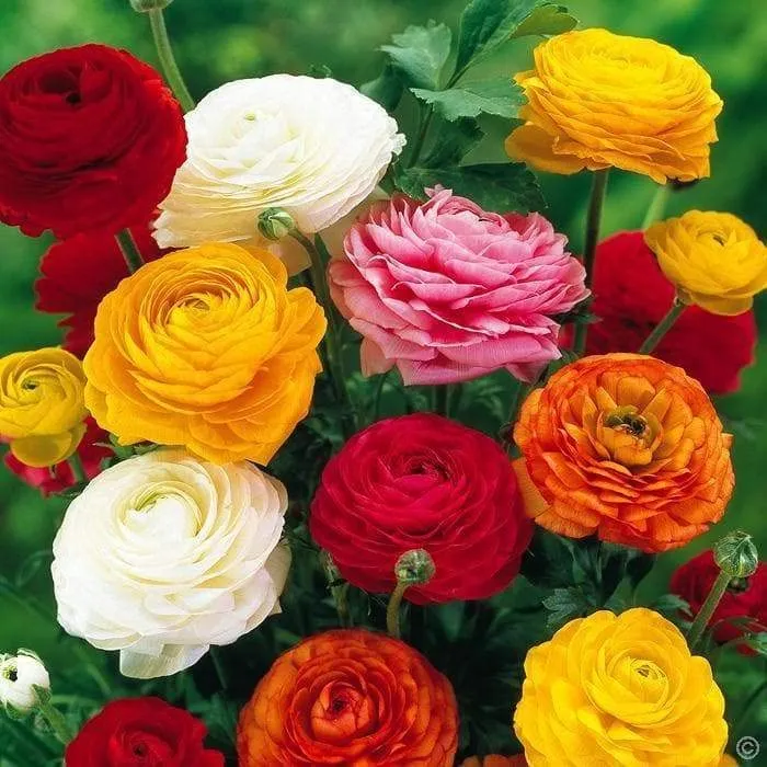 20+%20Loose%20Packed%20Ranunculus%20%20Flower%20Seeds%20-%20Image%204