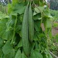 1 Packet Greens Vegetable Seeds Ridge Gourd / Tori F1 Hybrid Seeds Easily Grow In Home Garden. 