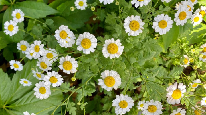 Pyrethrum%20Daisy%20Flower%20Seed%20%7C%20Daisy%20Seeds%20%7C%20%20Painted%20Lady%20Flower%20Seeds%20for%20Garden%20%7C%2098+%20Flower%20Seeds%20in%20a%20Pack%20-%20Image%203