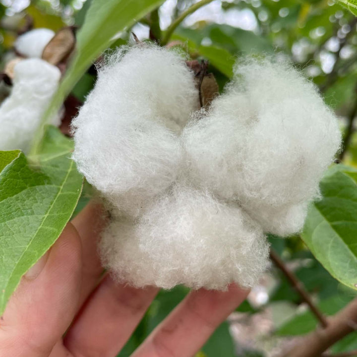 Cotton%20Seeds%20/%20Paruthi%20Seeds%2030%20Pcs%20For%20Home%20Garden,%20Rooftop%20-%20Image%203