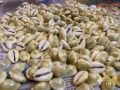 Sea Shells 16 + 1 Piece Free ( Kauda ) Medium size. 