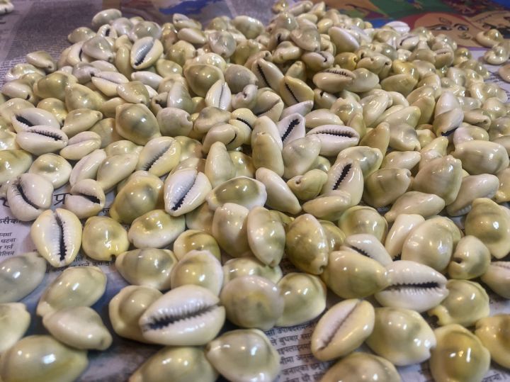 Sea%20Shells%2016%20+%201%20Piece%20Free%20(%20Kauda%20)%20Medium%20size%20-%20Image%202